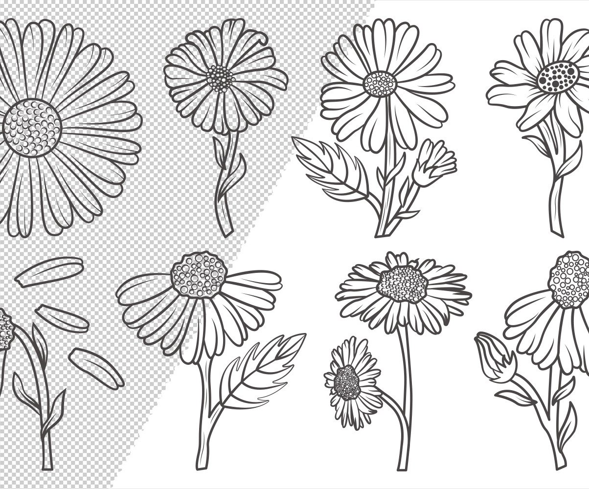 Daisy Flower Outline Bundle Drawings Illustration 105624