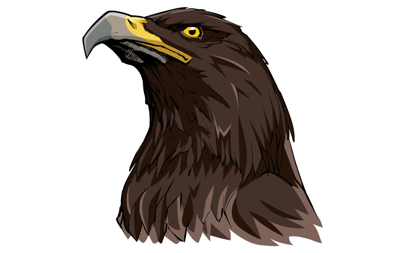Golden Eagle on White - Illustration