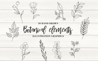 Botanical Elements Vector - Illustration