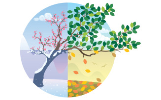 Seasons Cycle - Illustration