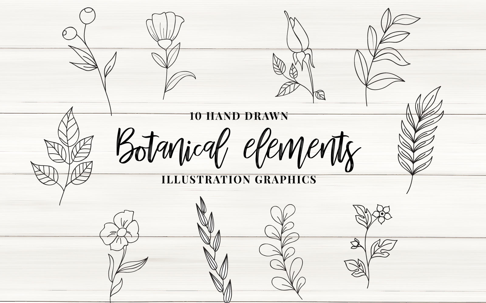 Botanical Elements Vector - Illustration - TemplateMonster