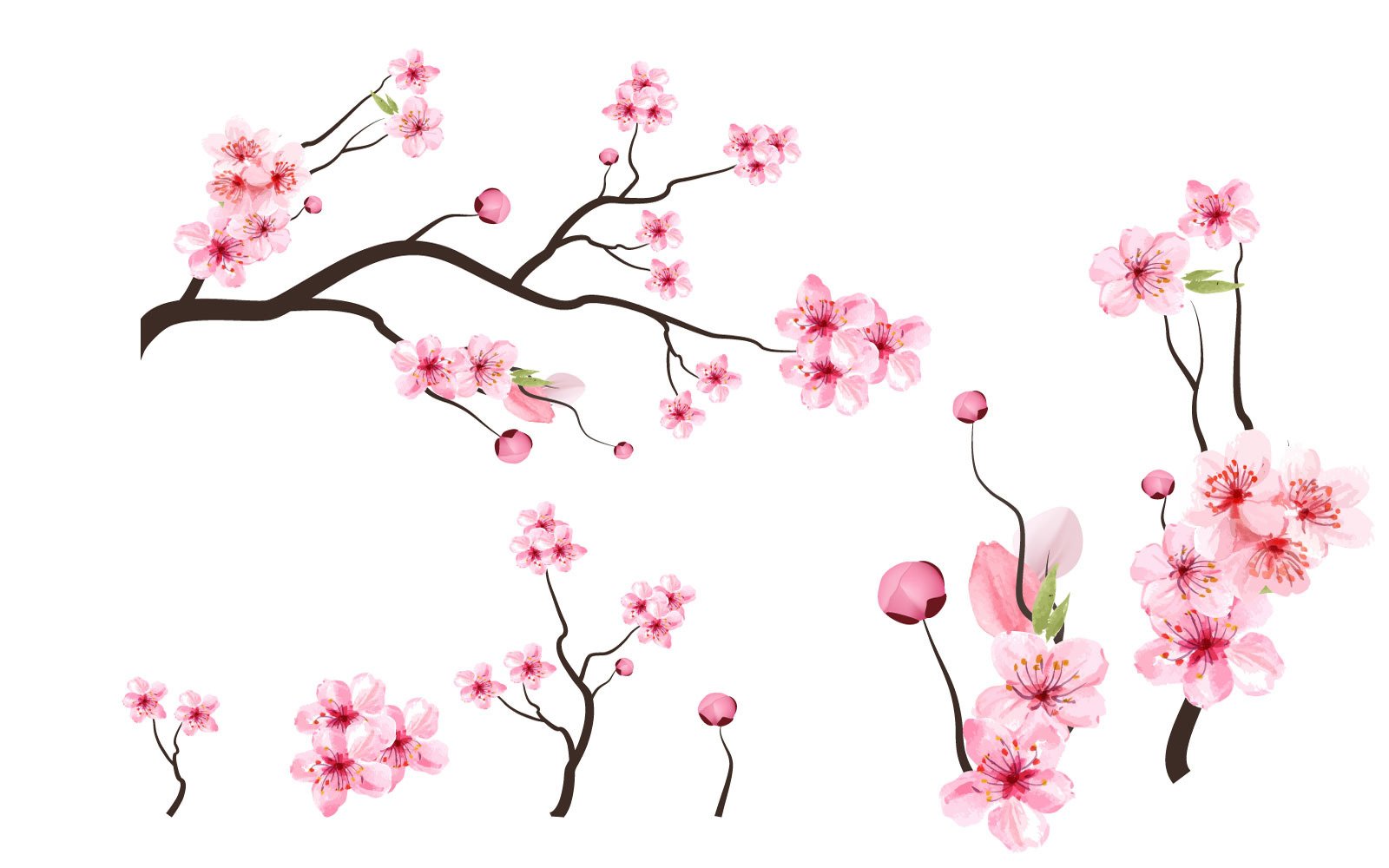 Cherry Blossom Tree Branch Flower Vector - TemplateMonster