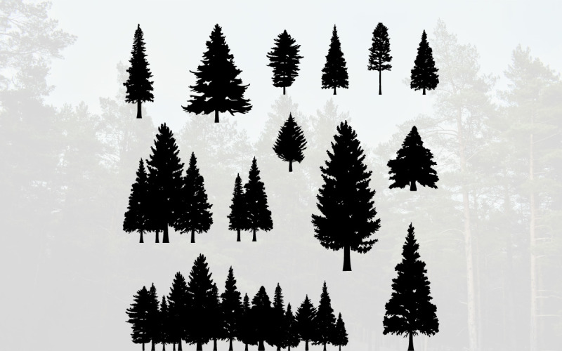 Coniferous Pine Fir Tree Silhouette Illustration