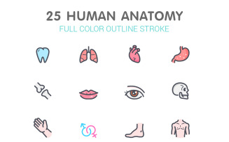 Human Anatomy Line with Color Iconset template