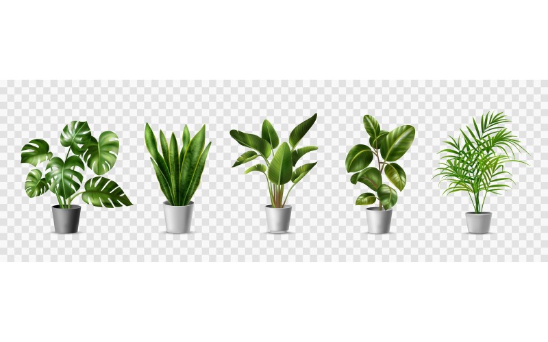 Realistic Green Home Plant 2 Vector Illustration Concept