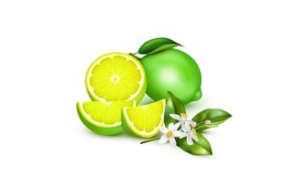 Lemon Lime Realistic Vector Illustration Concept