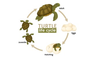 Turtle Life Cycle Stages Vector Illustration Concept