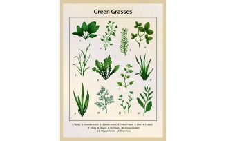 Green Grass Vintage Illustration 210200306 Vector Illustration Concept