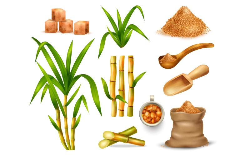 Realistic Sugar Cane Set 210330529 Vector Illustration Concept