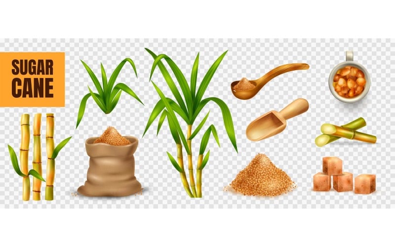Realistic Sugar Cane Transparent Set 210330530 Vector Illustration Concept