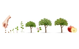 Realistic Life Cycle Apple Tree Stages Growth 210230524 Vector Illustration Concept