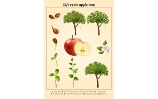 Realistic Life Cycle Apple Tree Vintage 210230526 Vector Illustration Concept