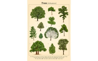 Realistic Tree Poster 210130505 Vector Illustration Concept