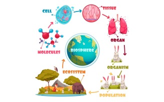 Biological Hierarchy Set 201212629 Vector Illustration Concept