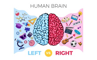 Human Brain Anatomy Left Right Functions 201200302 Vector Illustration Concept