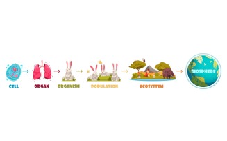Biological Hierarchy 201212630 Vector Illustration Concept