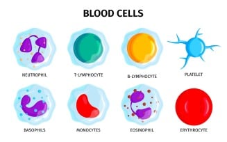 Blood Cells 201250402 Vector Illustration Concept