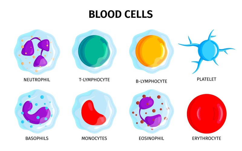 Blood Cells 201250402 Vector Illustration Concept