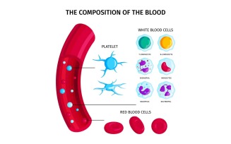 Blood Cells Types Infographics 201250405 Vector Illustration Concept