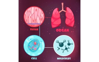 Biological Hierarchy 201212634 Vector Illustration Concept