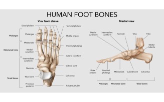 Realistic Foot Bones Anatomy 201230516 Vector Illustration Concept