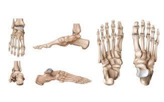 Realistic Foot Bones Anatomy Set 201230510 Vector Illustration Concept