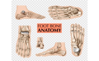 Realistic Foot Bones Anatomy Silhouettes 201230511 Vector Illustration Concept