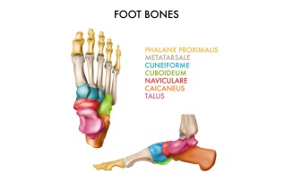 Realistic Foot Bones Set 201230512 Vector Illustration Concept