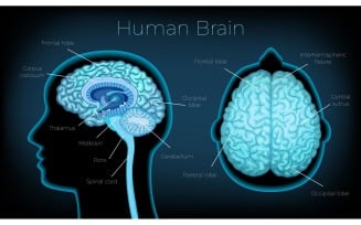 Human Brain Anatomy 201100308 Vector Illustration Concept
