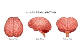Human Brain Anatomy Set 201000308 Vector Illustration Concept