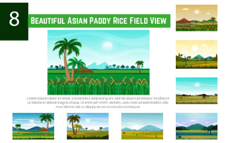 8 Beautiful Asian Paddy Rice Field View