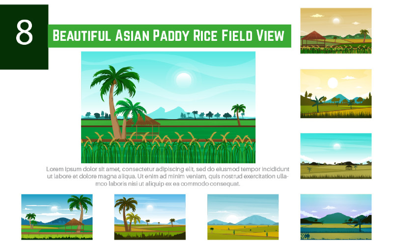 8 Beautiful Asian Paddy Rice Field View Illustration