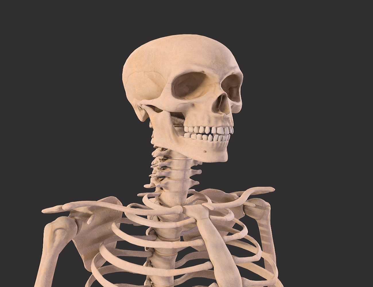 Human Male Skeleton Bones Anatomy 3D Models