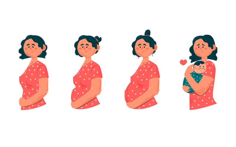 Pregnancy Stages Illustration