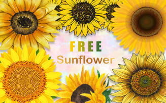 Sunflower Illustrations Clipart Free