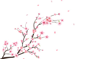 Watercolor Cherry Blossom Sakura Flower