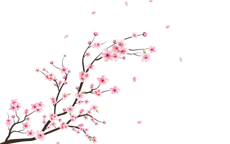 Watercolor Cherry Blossom Sakura Flower Illustration