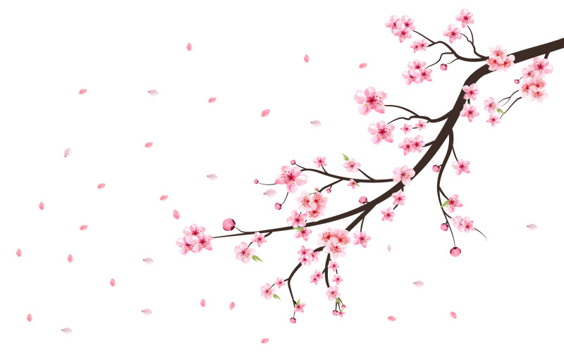 Cherry Blossom Blooming Sakura Flower Illustration