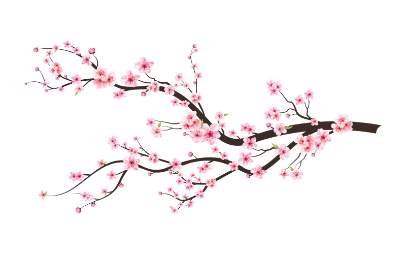 Cherry Blossom Watercolor Flower Branch Illustration