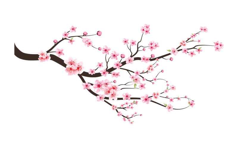 Cherry Blossom with Pink Watercolor Bud Illustration