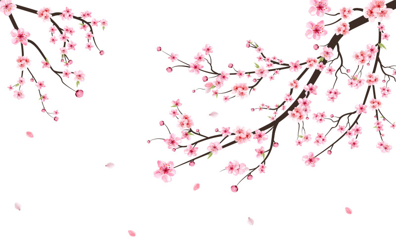Sakura Branch with Pink Blossom Falling Illustration