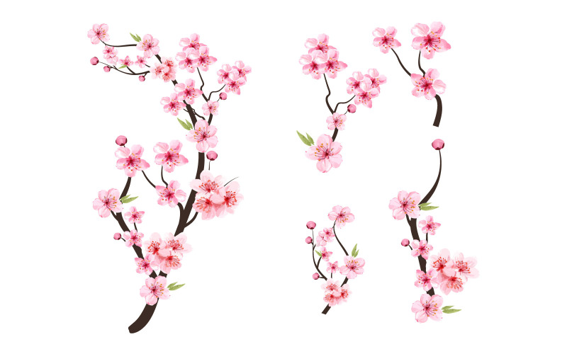 Watercolor Cherry Blossom Sakura Bud Illustration