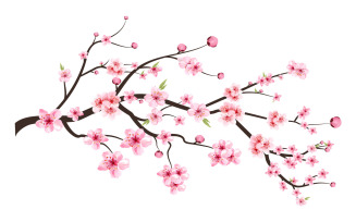 Cherry Blossom Blooming Flower Vector