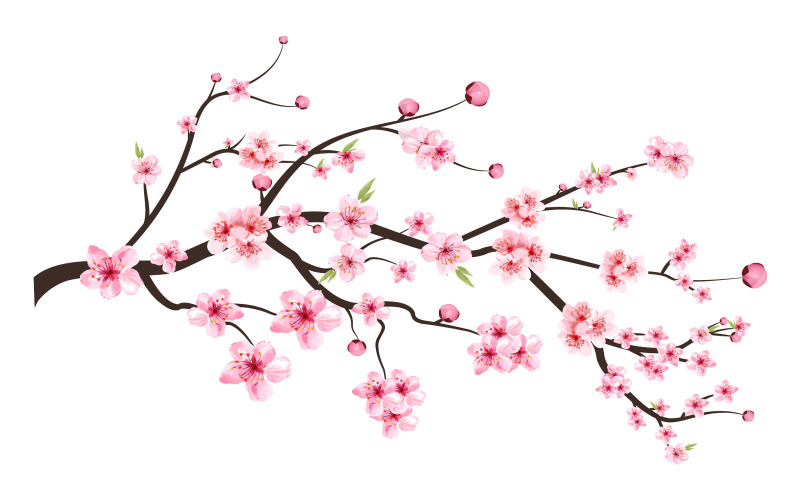 Cherry Blossom Blooming Flower Vector Illustration