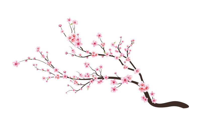 Cherry Blossom Flower with Watercolor Illustration