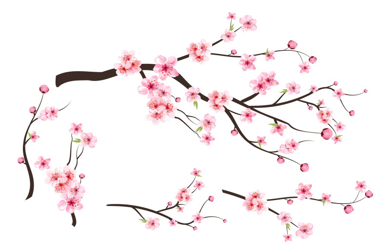 Cherry Blossom Pink Sakura Flower Vector Illustration