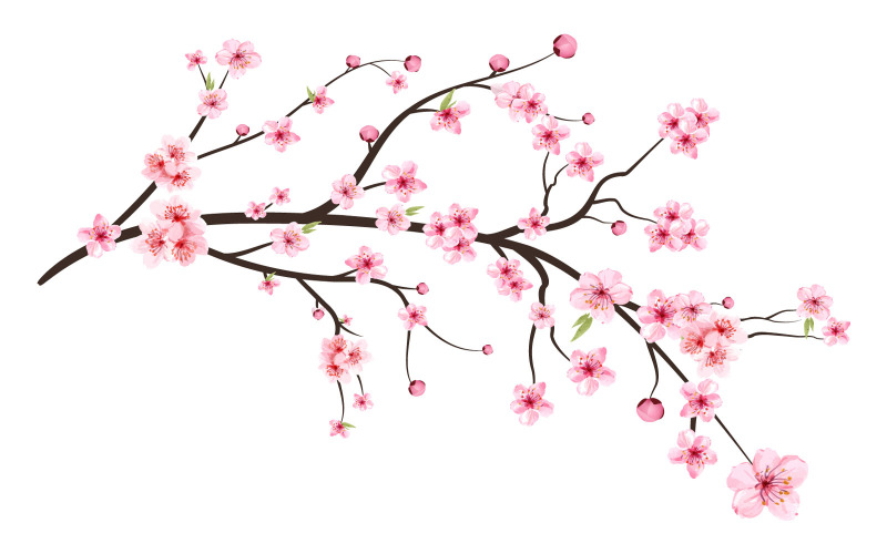 Cherry Blossom with Pink Sakura Flower Illustration