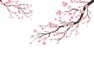 Cherry Blossom with Sakura Branch Vector