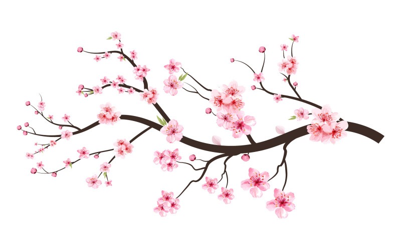 Cherry Blossom Flower with Watercolor Botany Illustration