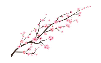 Cherry Blossom Blooming Sakura Flower Vector
